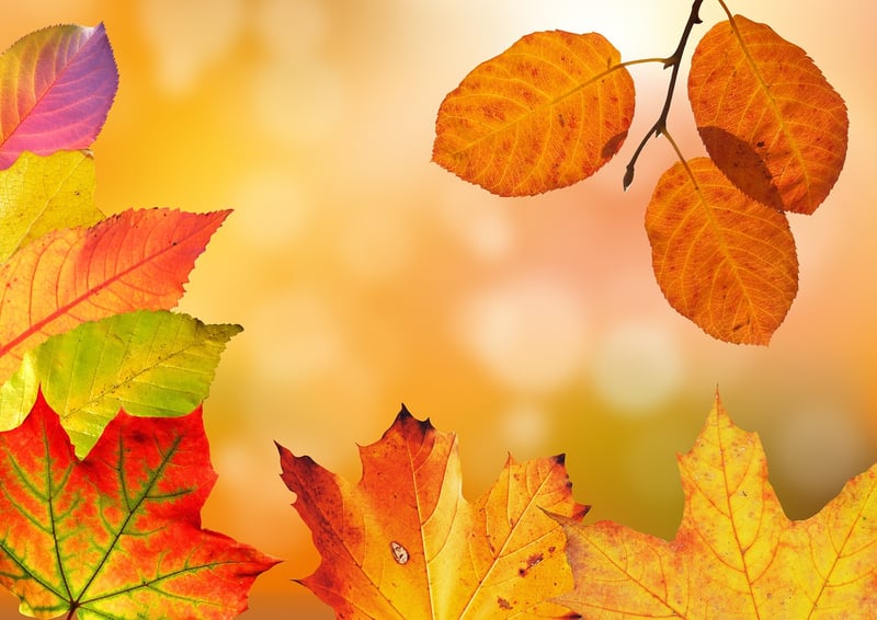 Autumn Feast